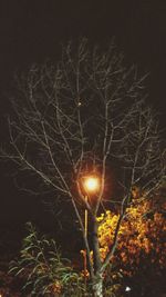 Low angle view of bare tree against sky at night