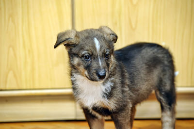 Portrait of puppy standing at home