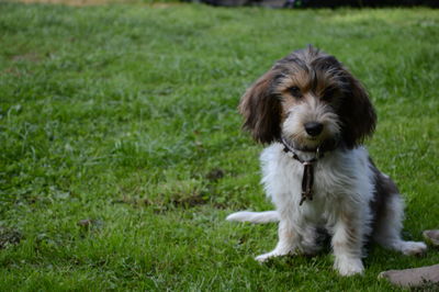 Portrait of dog on field