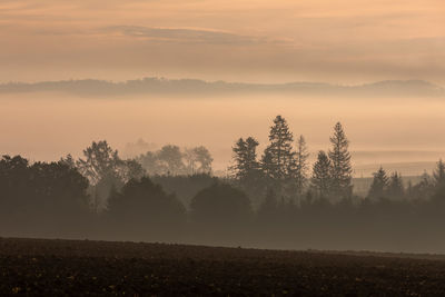 Trees on field against sky during sunset