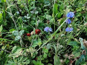 Close-up of purple flowering plants on land