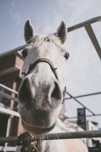 Close-up of horse in stable