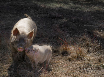 Close-up of pigs