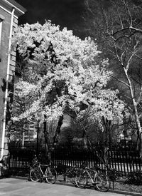 View of flowering plants by railing in city