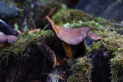 Close-up of mushroom growing on field