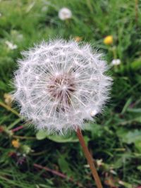 dandelion