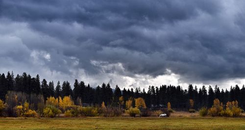 Panoramic view of trees against storm clouds