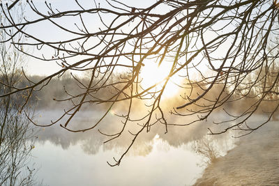 Low angle view of silhouette bare tree against sky