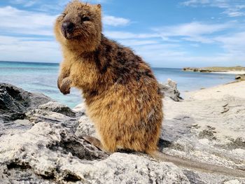 Squirrel on rock by sea against sky