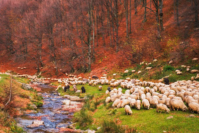 View of sheep on field during autumn