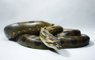 Close-up of snake against white background