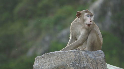 Monkey sitting on rock