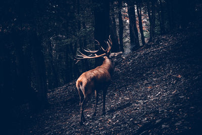 View of deer in forest