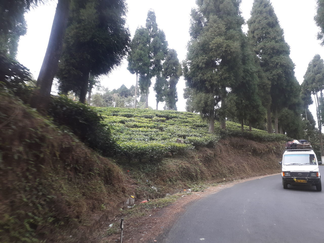 ROAD AMIDST TREES AND PLANTS AGAINST SKY