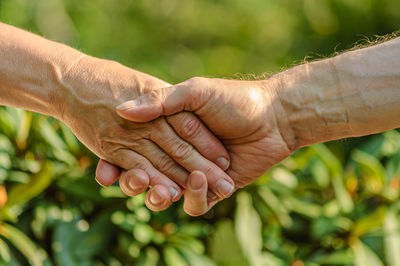Cropped hand of woman holding plant