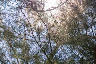 Low angle view of trees in forest