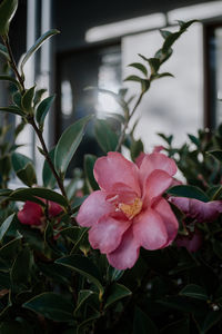 Close-up of pink flowering plant