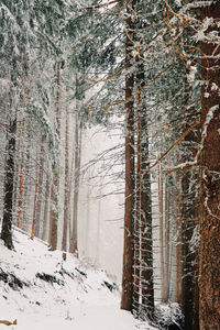 Trees in forest during winter