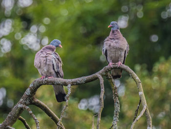 Close-up of birds perching on tree