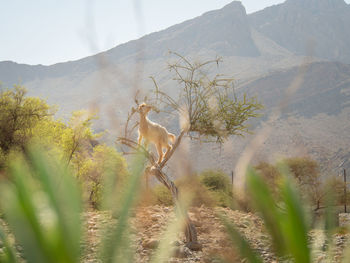 View to the climbing goat to the small tree  and mountain on the background. oman.