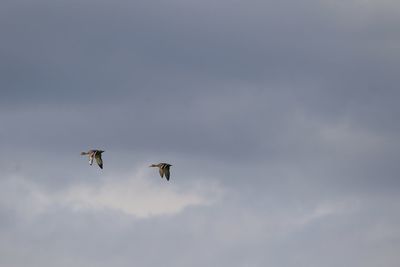 Low angle view of mallards  flying in sky