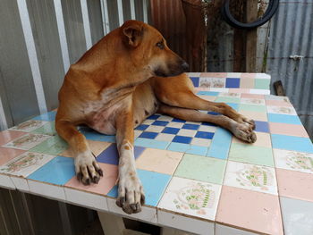 Dog lying on floor at home