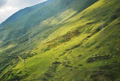 Scenic view of green landscape