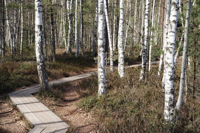 Trees growing in forest