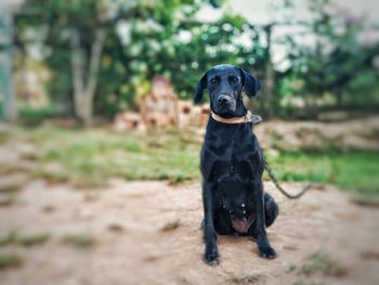 Portrait of black dog