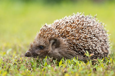 Close-up of an animal