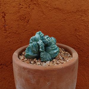 High angle view of potted plant on table