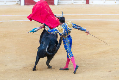 Back view of anonymous fearless toreador performing holding capote and estoc sword with bull on bullring during corrida festival