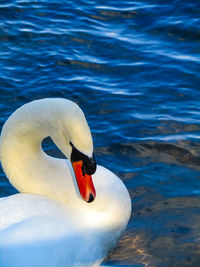 Close-up of swan in lake