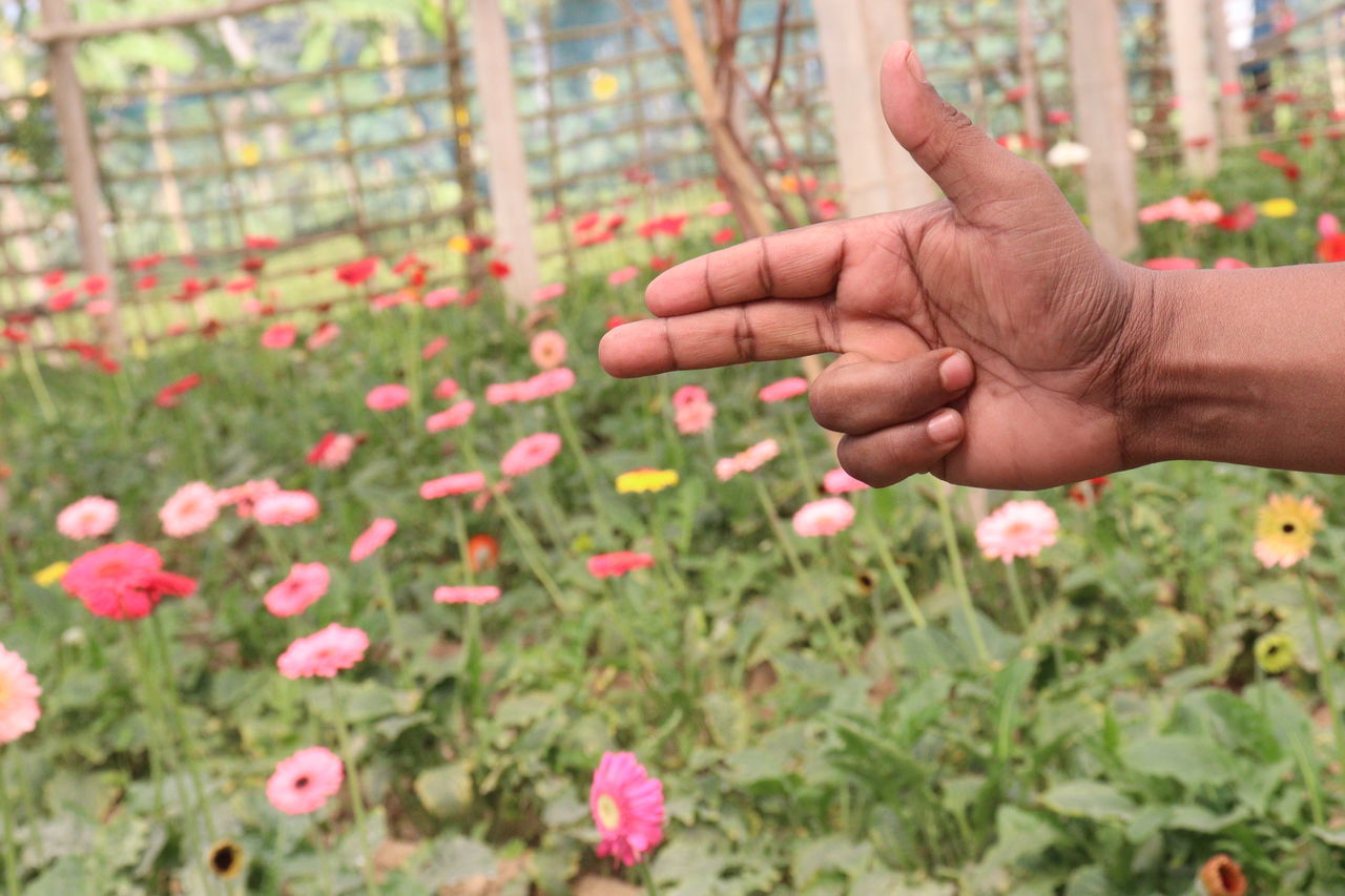 hand, plant, flower, flowering plant, growth, nature, freshness, beauty in nature, one person, lawn, adult, close-up, fragility, day, outdoors, grass, land, finger, lifestyles, men, field, touching, holding, pink