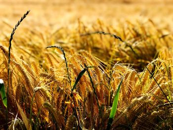 Close-up of wheat plants on field