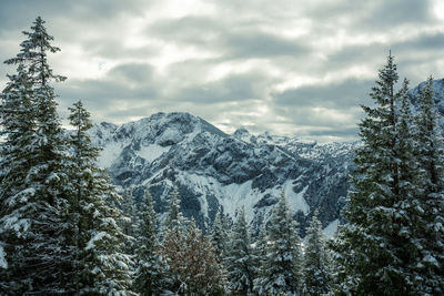 Pine trees on snowcapped mountains against sky