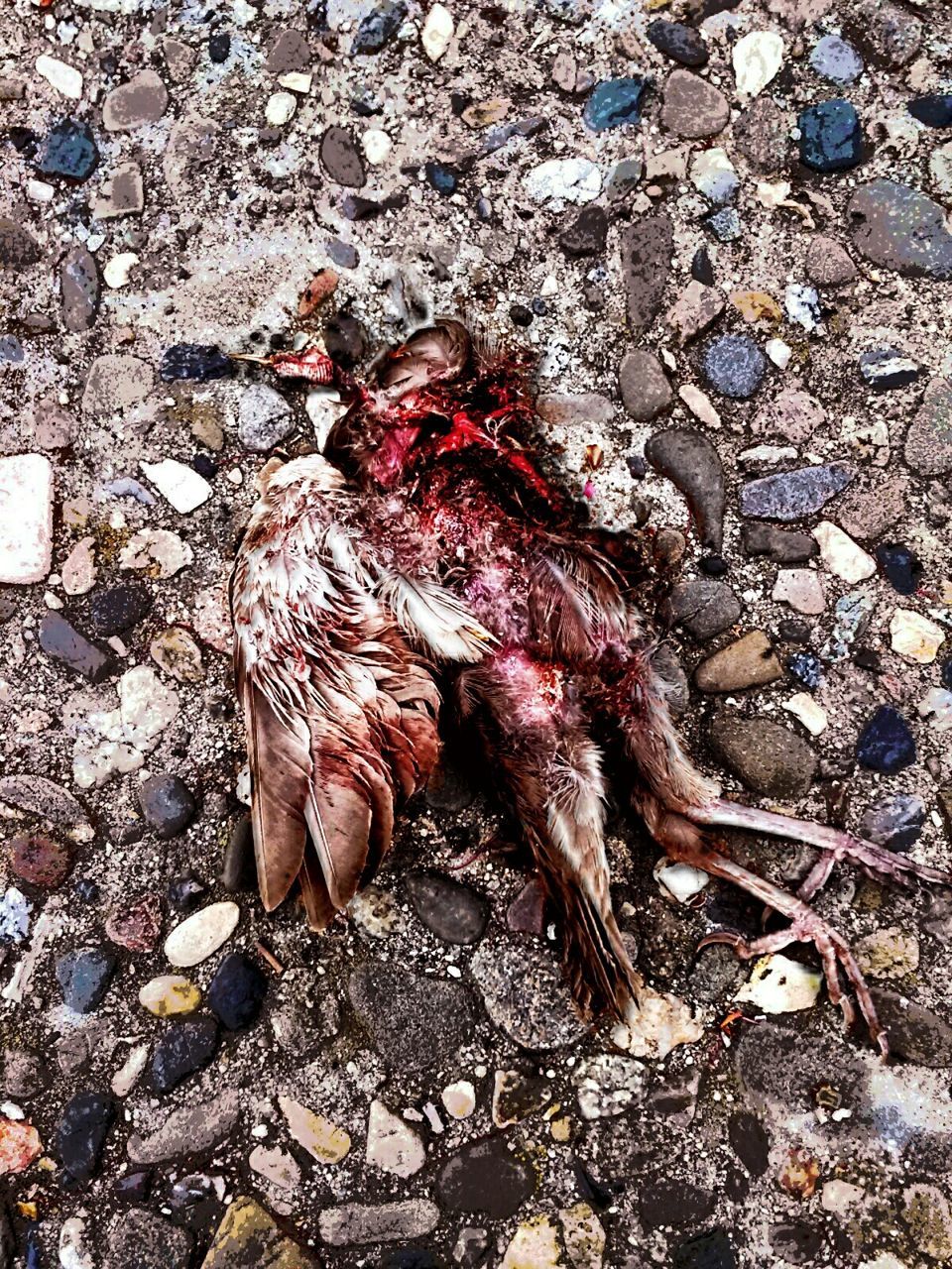 high angle view, dry, ground, dead animal, day, nature, outdoors, close-up, no people, death, field, stone - object, animal themes, dirt, rock - object, fallen, messy, leaf, the end, street