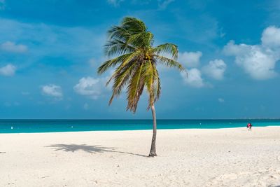 Palm tree on beach against sky