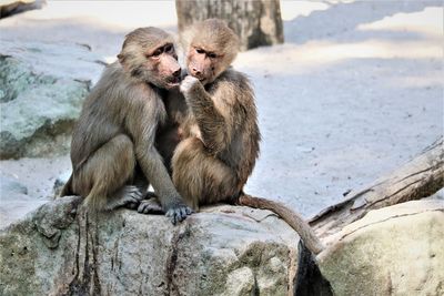 Monkeys sitting on rock