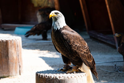 Close-up of eagle perching on wooden post