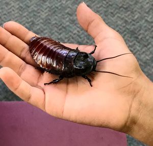 Close-up of hand holding grasshopper