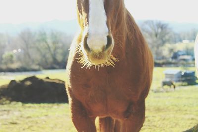 Close-up of horse on field against sky