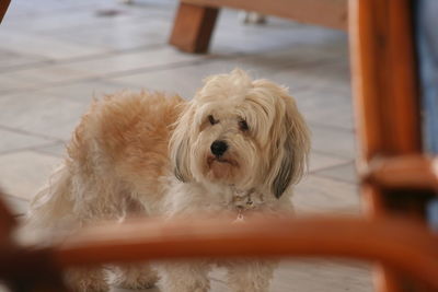 Close-up portrait of a dog