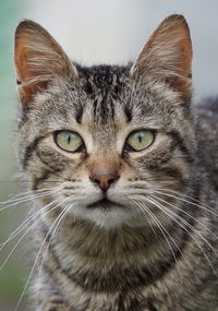 Close-up portrait of a cat