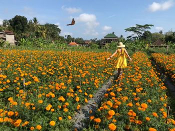 Scenic view of flowering plants on field against sky