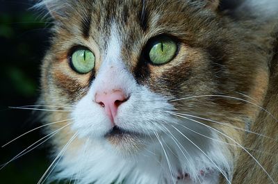 Close-up portrait of cat