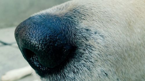 Close-up of an animal