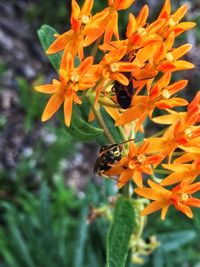 Close-up of honey bee on flower