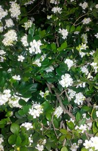 Close-up of flowers blooming outdoors