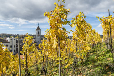 Grapes and vineyards in schaffhausen